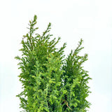 Chiparos Pitic alb-argintiu Ellwoods'S Snow White, conifer decorativ, vesnic verde, varfuri alb-argintii, port conic