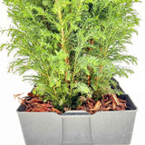 Chiparos Pitic alb-argintiu Ellwoods'S Snow White, conifer decorativ, vesnic verde, varfuri alb-argintii, port conic