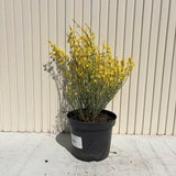 Arany seprűzanót 'Allgold' (Cytisus praecox), lombhullató díszcserje intenzív sárga virágokkal, korai virágzású, szárazságtűrő