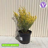 Arany seprűzanót 'Allgold' (Cytisus praecox), lombhullató díszcserje intenzív sárga virágokkal, korai virágzású, szárazságtűrő