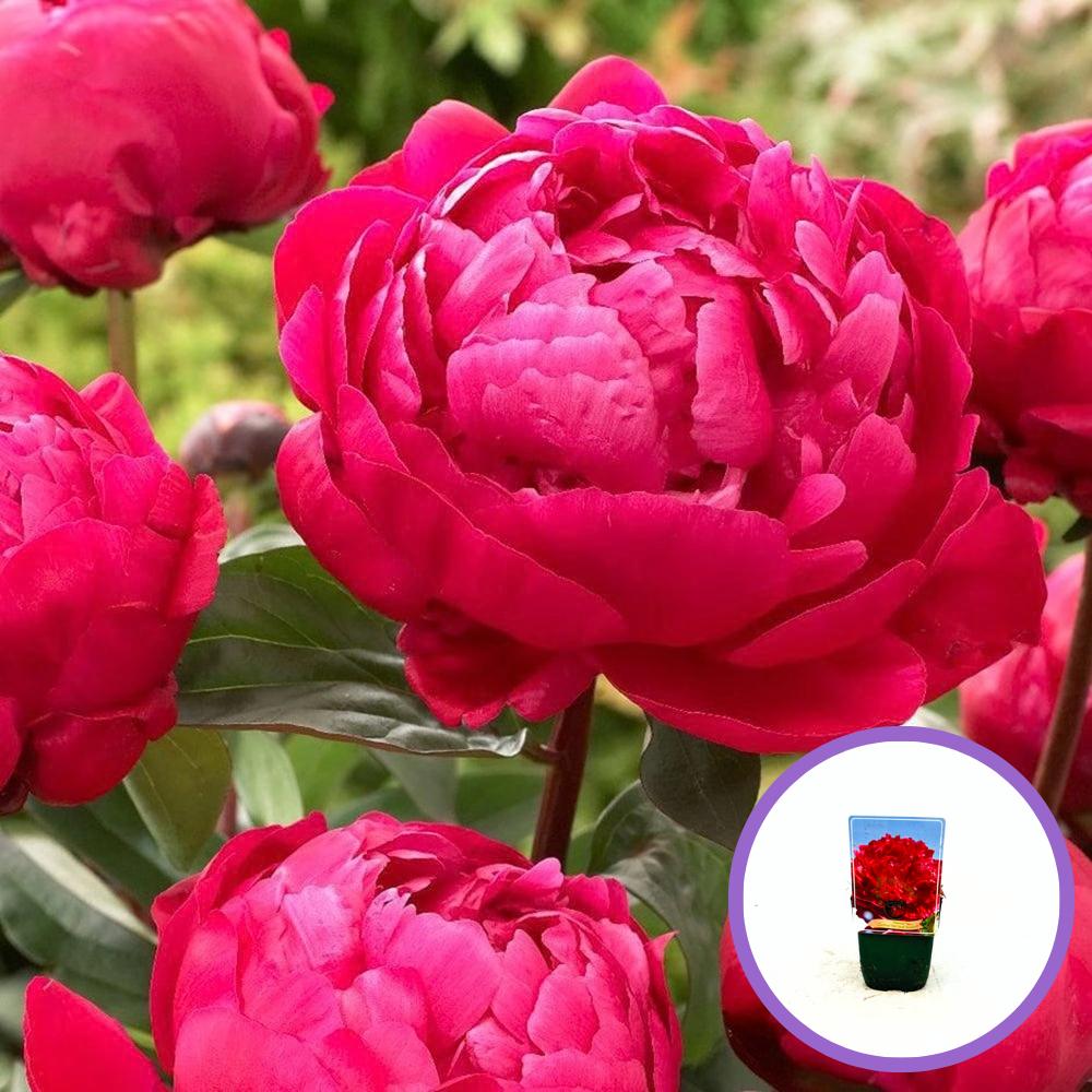 Piros bazsarózsa 'Red Sarah Bernhardt'
