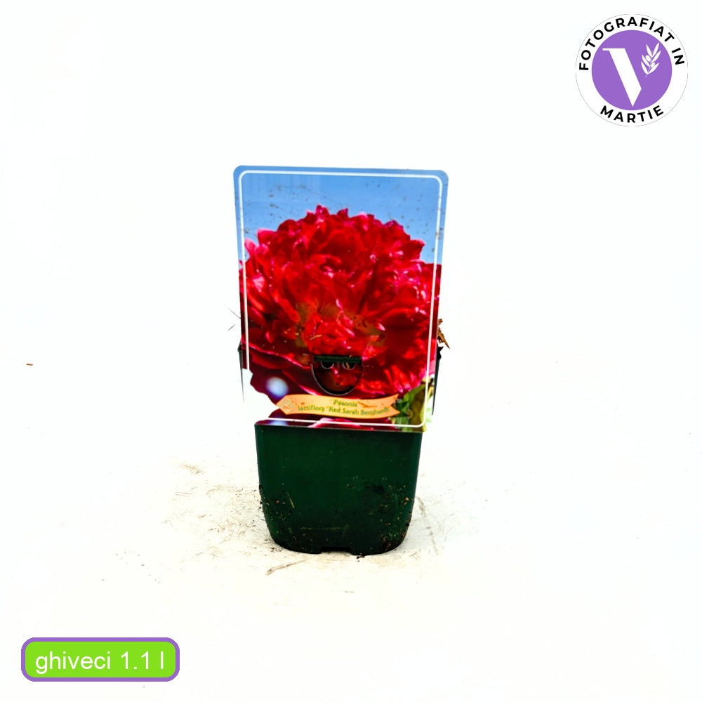 Piros bazsarózsa 'Red Sarah Bernhardt'