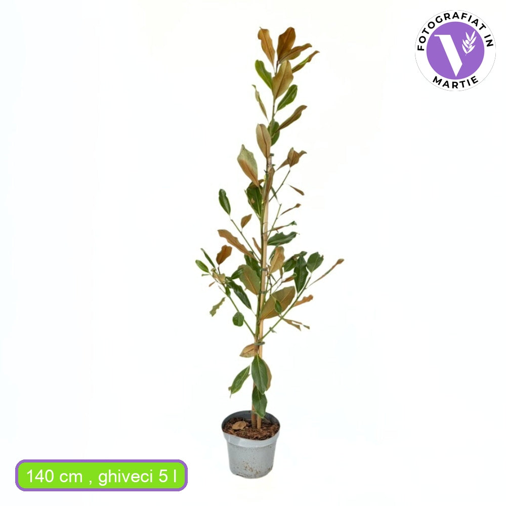 Magnolia grandiflora Purpan, örökzöld magnólia nagy, illatos fehér virágokkal és fényes lombbal, védett kertek díszfája