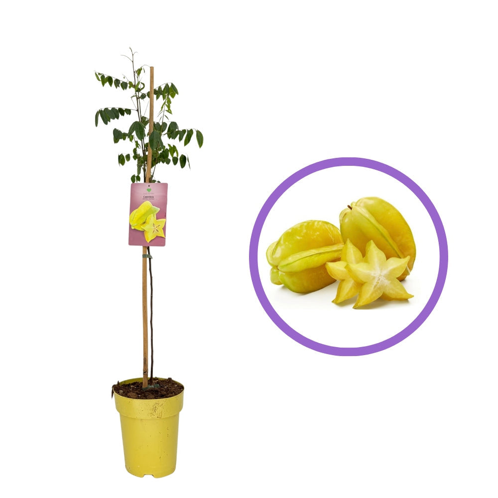 Csillaggyümölcs (Averrhoa carambola) – egzotikus, édes-savanykás sárga gyümölcsökkel