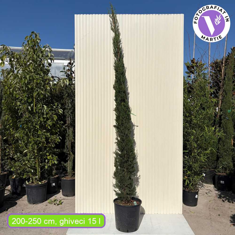 Ciprus 'Bolgheri' – karcsú mediterrán oszlopos örökzöld tűlevelű