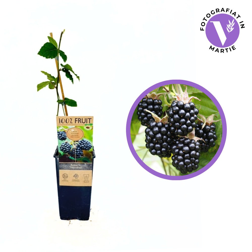 Tüske nélküli szeder Rubus fruticosus Thornfree, bőtermő szeder, nagy édes termésekkel, kertbe, már az első évtől termő