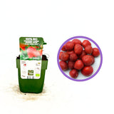Szamóca (Fragaria × ananassa) Sonata, bőtermő fajta nagy, édes gyümölcsökkel, kertbe, 1. évtől termő