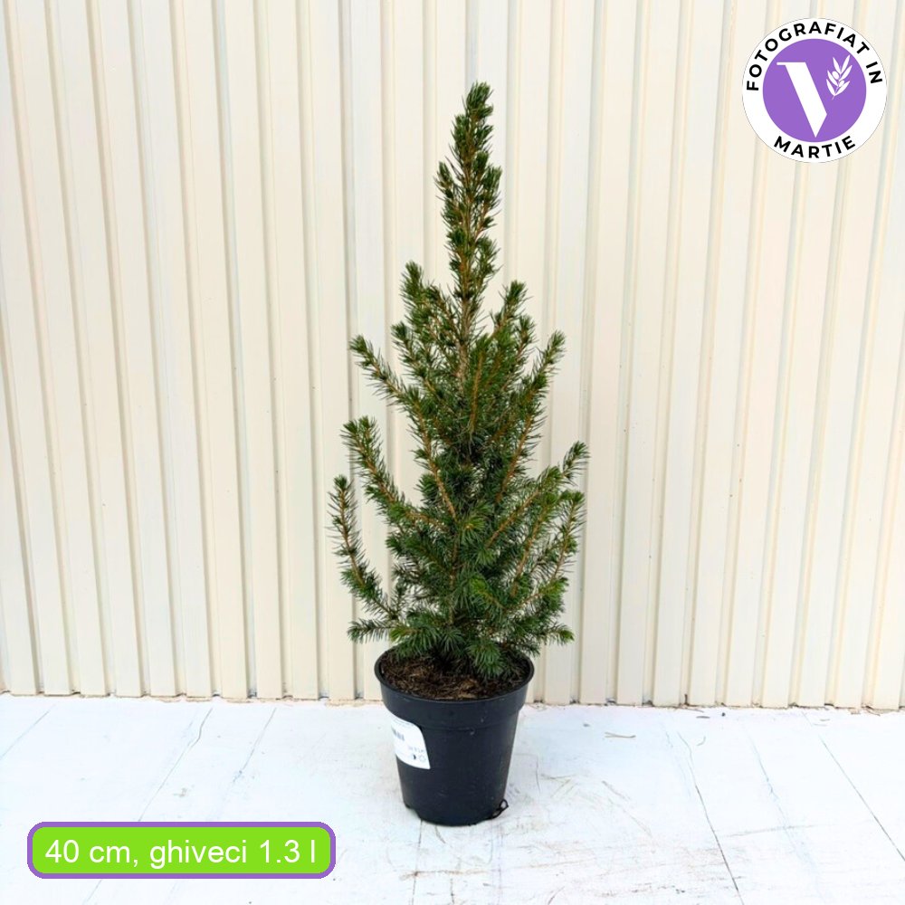 Törpe lucfenyő Conica Perfecta (Picea glauca), finom textúrájú, kúpos formájú, kis méretű karácsonyfa