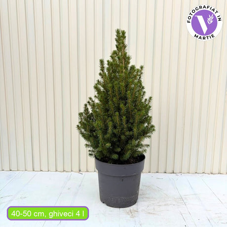 Törpe lucfenyő Conica Perfecta (Picea glauca), finom textúrájú, kúpos formájú, kis méretű karácsonyfa