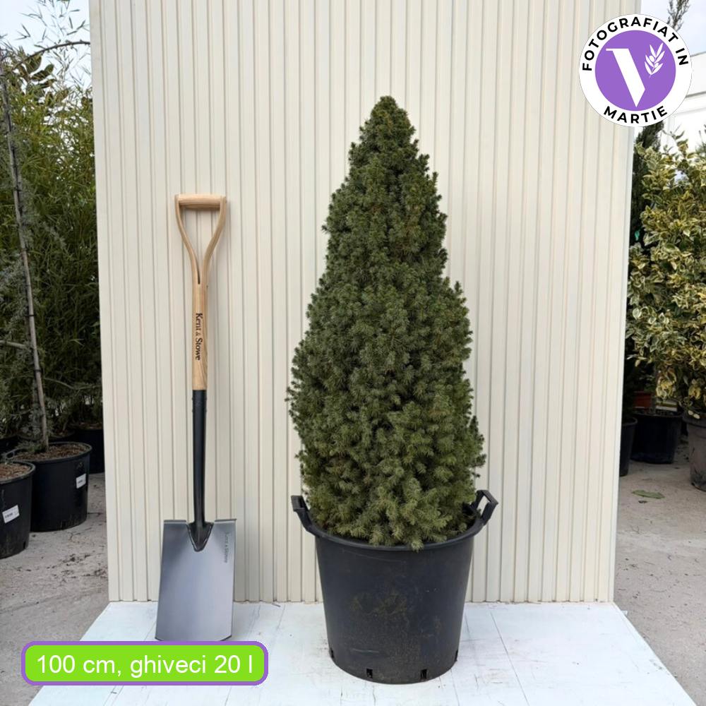 Törpe lucfenyő Conica Perfecta (Picea glauca), finom textúrájú, kúpos formájú, kis méretű karácsonyfa