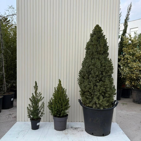 Törpe lucfenyő Conica Perfecta (Picea glauca), finom textúrájú, kúpos formájú, kis méretű karácsonyfa