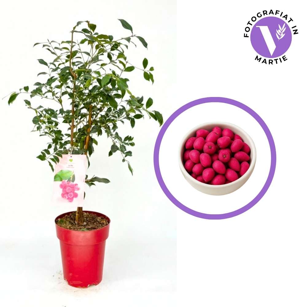 Red Lilli Pilli gyümölcs (Syzygium oleosum), cserépben, örökzöld díszcserje dekoratív piros levelekkel és ehető, édes-savanykás piros termésekkel