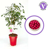 Red Lilli Pilli gyümölcs (Syzygium oleosum), cserépben, örökzöld díszcserje dekoratív piros levelekkel és ehető, édes-savanykás piros termésekkel