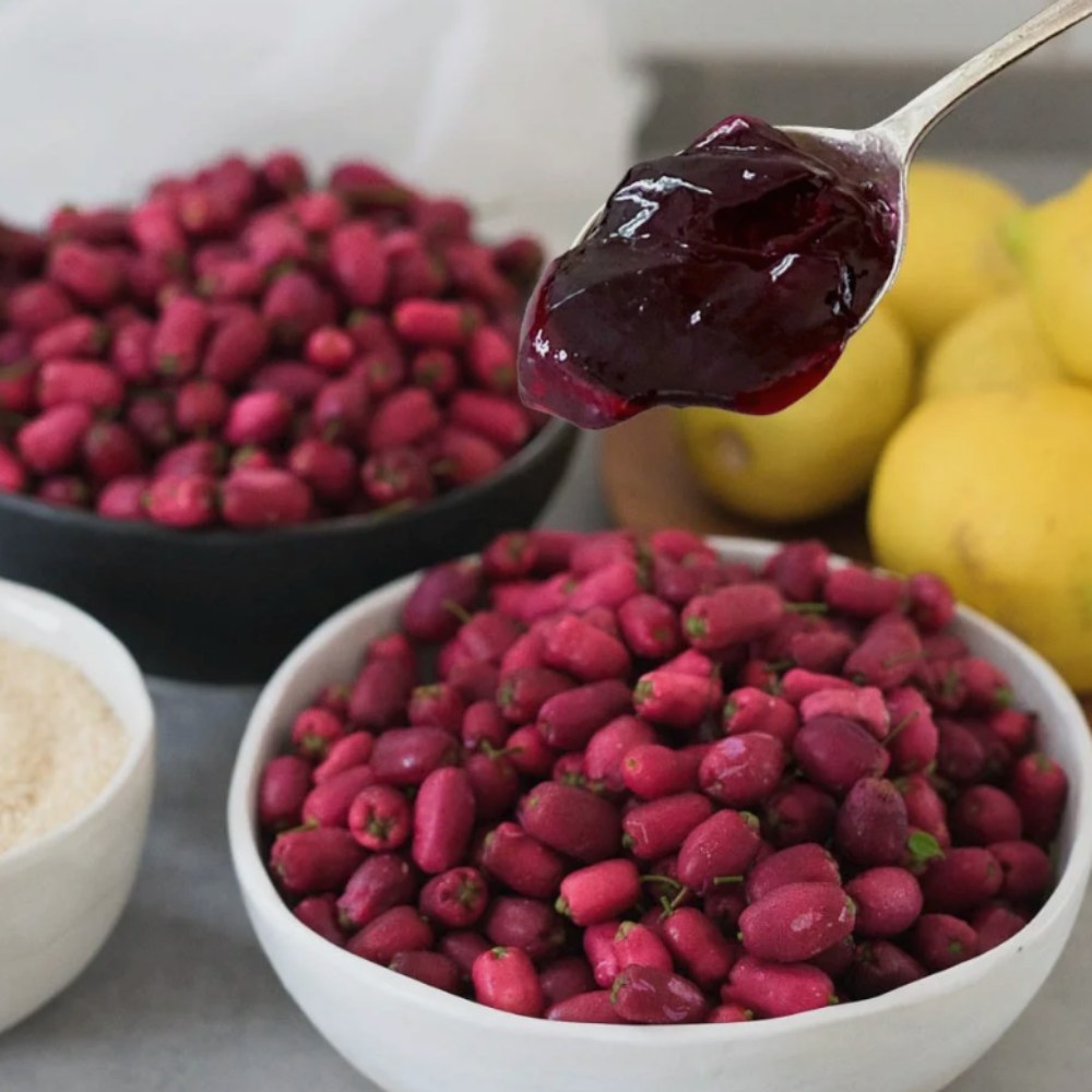 Red Lilli Pilli gyümölcs (Syzygium oleosum), cserépben, örökzöld díszcserje dekoratív piros levelekkel és ehető, édes-savanykás piros termésekkel
