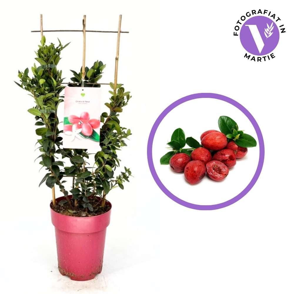 Natali szilva (Carissa grandiflora) cserépben, egzotikus örökzöld piros, édes-savanykás termésekkel, eperre emlékeztető aromával és illatos virágokkal