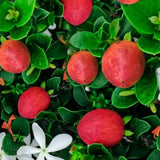 Natali szilva (Carissa grandiflora) cserépben, egzotikus örökzöld piros, édes-savanykás termésekkel, eperre emlékeztető aromával és illatos virágokkal