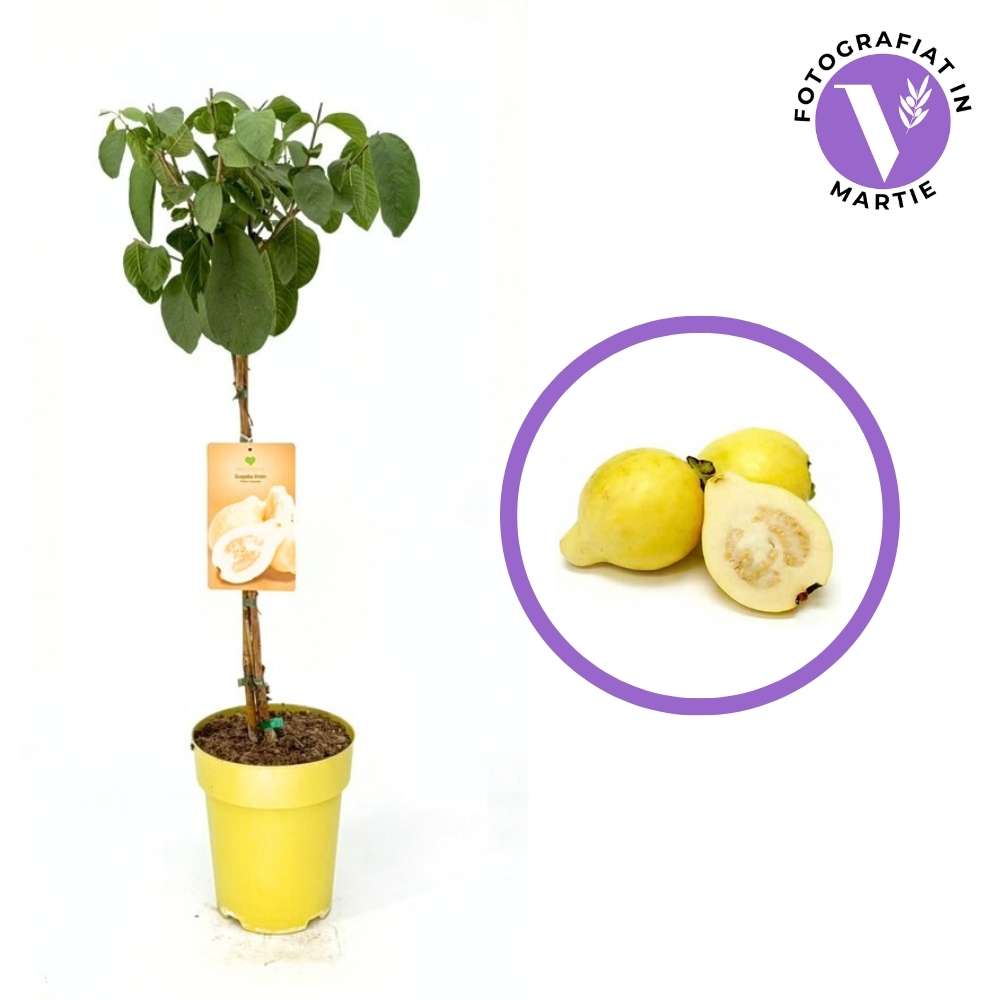 Citrom guava (Psidium guajava) – trópusi gyümölcsfa édes-savanykás aromás termésekkel