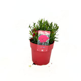 Szegfű Oscar Cherry, illatos évelő, cseresznyepiros virágokkal, 15-20 cm, napos helyre, fagytűrő