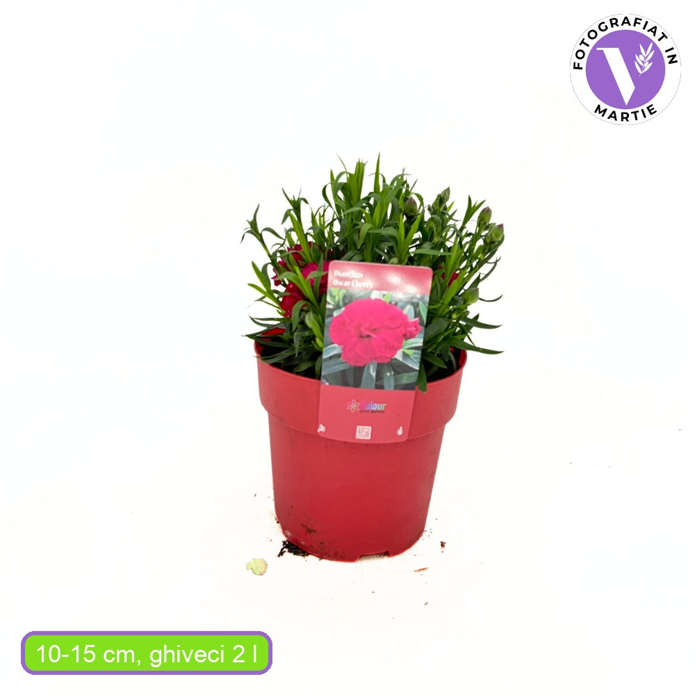 Szegfű Oscar Cherry, illatos évelő, cseresznyepiros virágokkal, 15-20 cm, napos helyre, fagytűrő