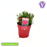 Szegfű Oscar Cherry, illatos évelő, cseresznyepiros virágokkal, 15-20 cm, napos helyre, fagytűrő