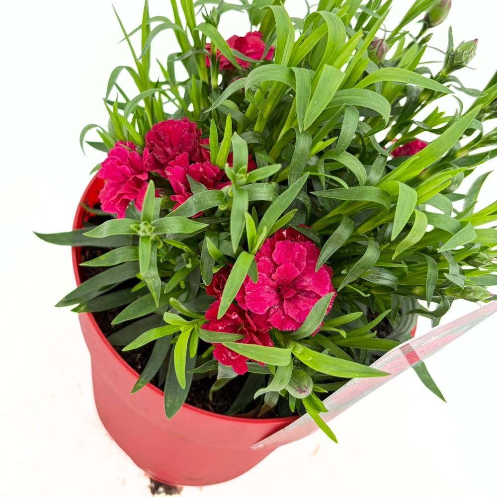 Szegfű Oscar Cherry, illatos évelő, cseresznyepiros virágokkal, 15-20 cm, napos helyre, fagytűrő