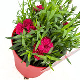 Szegfű Oscar Cherry, illatos évelő, cseresznyepiros virágokkal, 15-20 cm, napos helyre, fagytűrő