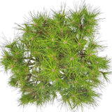Pin Pitic Rosu Japonez (Pinus densiflora) Low Glow, cu ace verzi aprinse