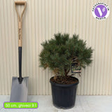 Erdei fenyo Watereri (Pinus Sylvestris), kompakt koronaju, lassu novekedesu diszfenyo, idealis szoliter elegans kertekbe
