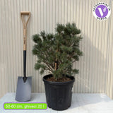 Erdei fenyo Watereri (Pinus Sylvestris), kompakt koronaju, lassu novekedesu diszfenyo, idealis szoliter elegans kertekbe