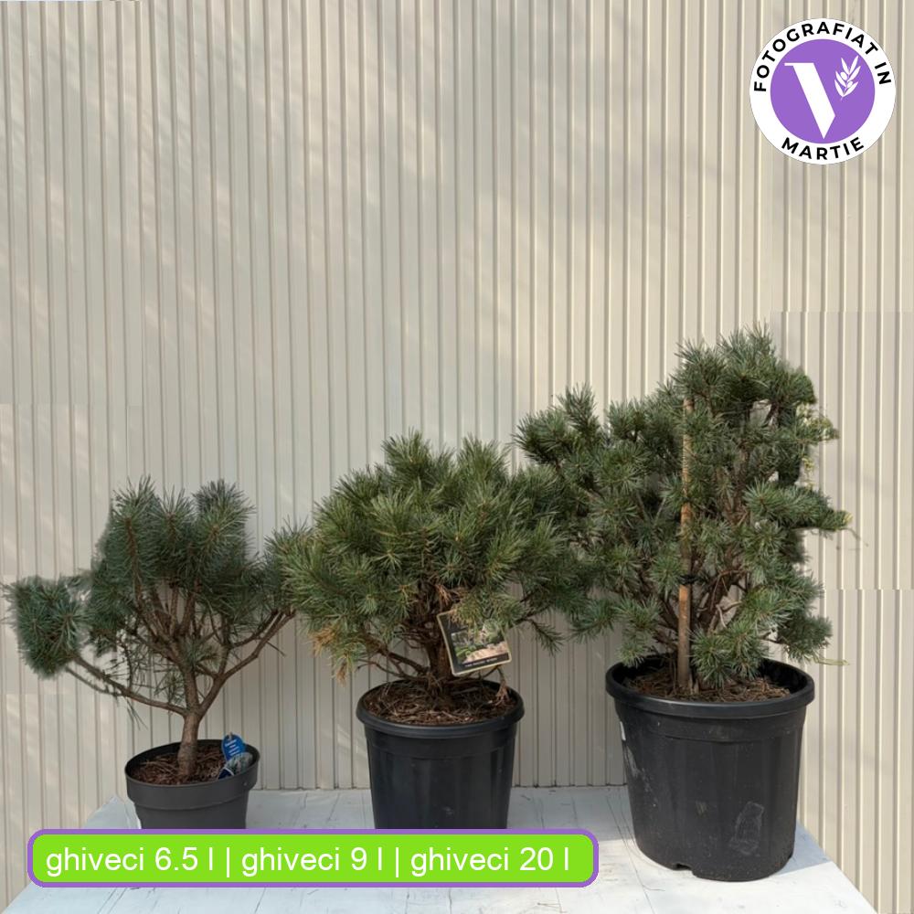 Erdei fenyo Watereri (Pinus Sylvestris), kompakt koronaju, lassu novekedesu diszfenyo, idealis szoliter elegans kertekbe