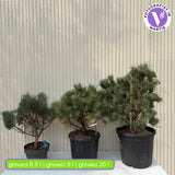 Erdei fenyo Watereri (Pinus Sylvestris), kompakt koronaju, lassu novekedesu diszfenyo, idealis szoliter elegans kertekbe