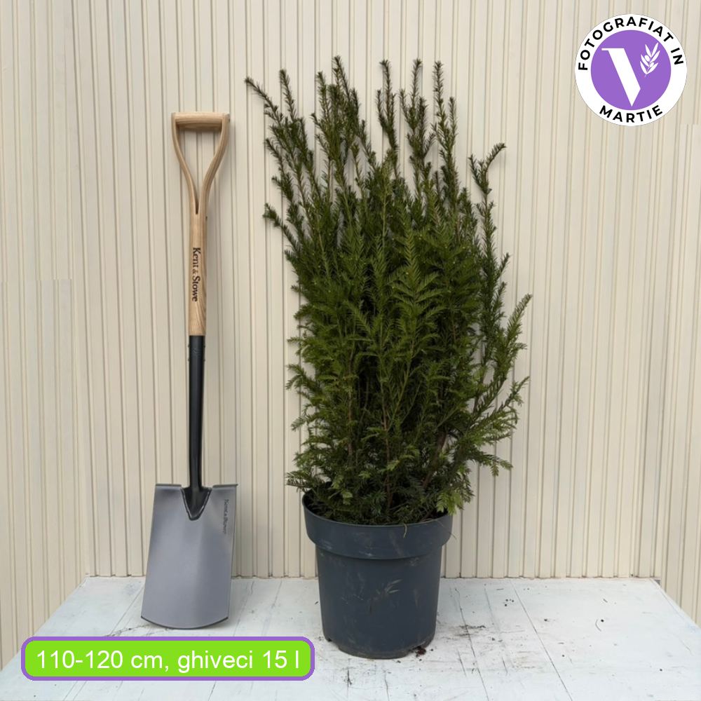 Tiszafa Groenland (Taxus Baccata), örökzöld, kompakt, ellenálló, ideális sövénynek, dekoratív piros termésekkel