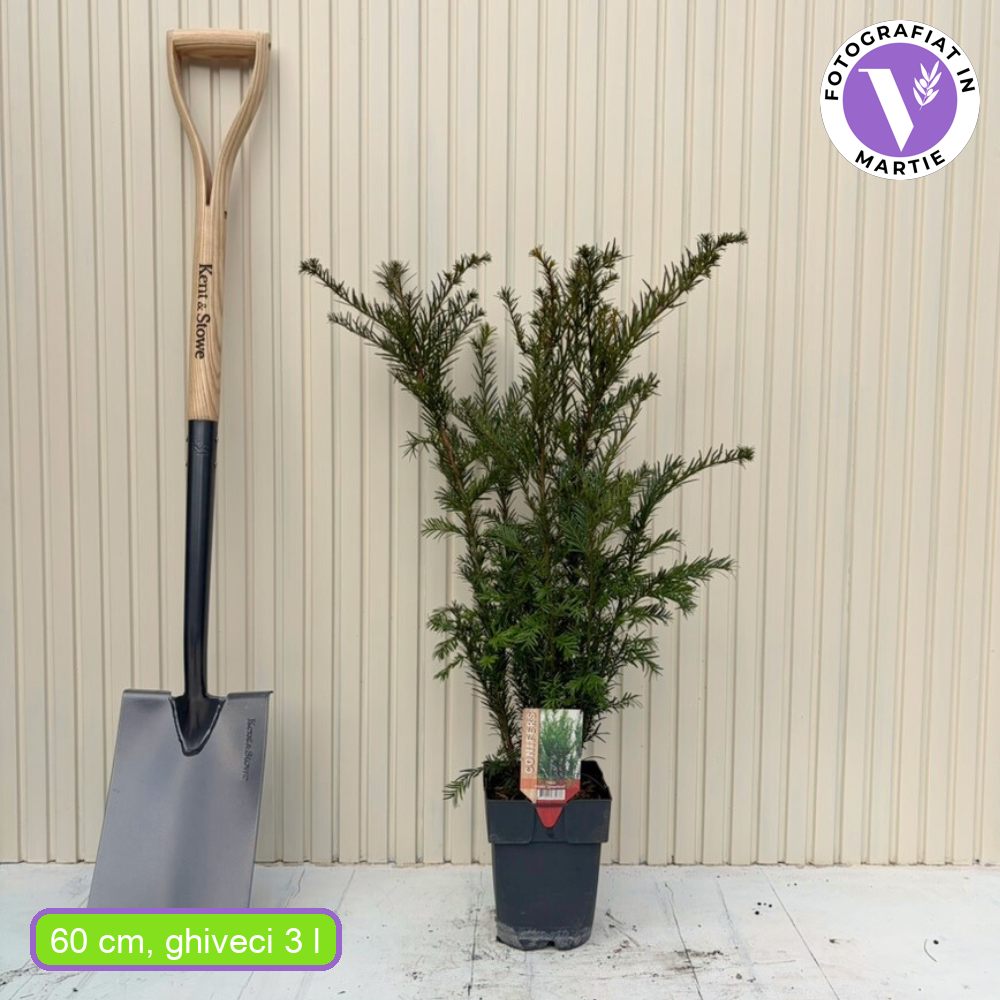 Tiszafa Groenland (Taxus Baccata), örökzöld, kompakt, ellenálló, ideális sövénynek, dekoratív piros termésekkel