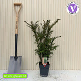 Tiszafa Groenland (Taxus Baccata), örökzöld, kompakt, ellenálló, ideális sövénynek, dekoratív piros termésekkel