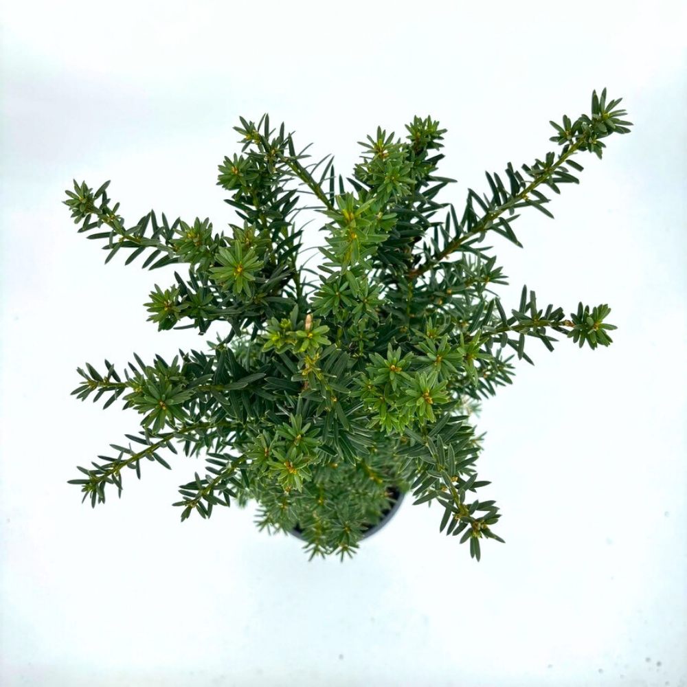 Tisa Hillii gard viu vesnic verde (Taxus Baccata), conifer coloanar, rezistent la umbra si tundere