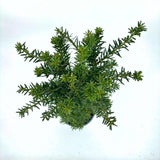 Tisa Hillii gard viu vesnic verde (Taxus Baccata), conifer coloanar, rezistent la umbra si tundere
