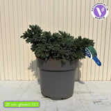 Kék törpe boróka Blue Star (Juniperus), alacsony termetű, kékes-ezüst színű örökzöld tűlevelű, kompakt, gömb alakú növekedésű