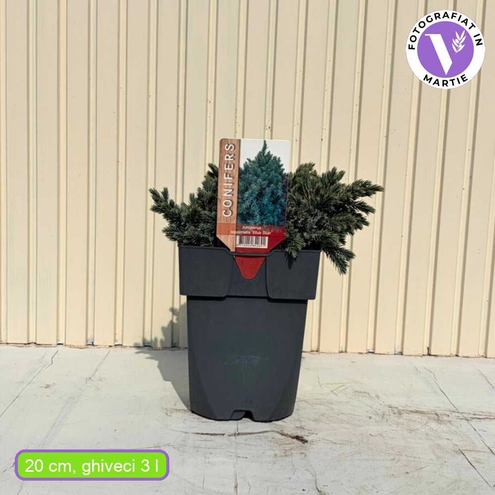 Kék törpe boróka Blue Star (Juniperus), alacsony termetű, kékes-ezüst színű örökzöld tűlevelű, kompakt, gömb alakú növekedésű