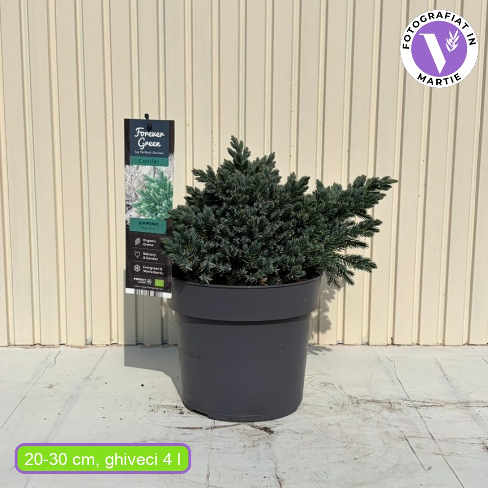 Kék törpe boróka Blue Star (Juniperus), alacsony termetű, kékes-ezüst színű örökzöld tűlevelű, kompakt, gömb alakú növekedésű