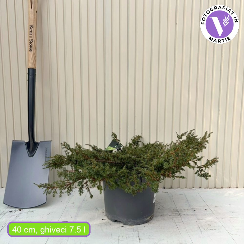 Zöld boróka Green Carpet, zöld lombú, örökzöld talajtakaró, sűrű, díszes „szőnyeg” hatású, ideális rézsűkre és sziklakertekbe