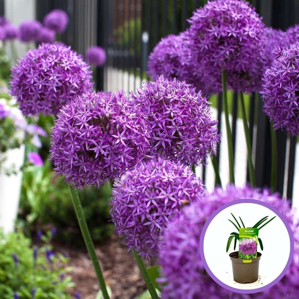 Díszhagyma 'Purple Sensation' – intenzív lila gömbbugás évelő