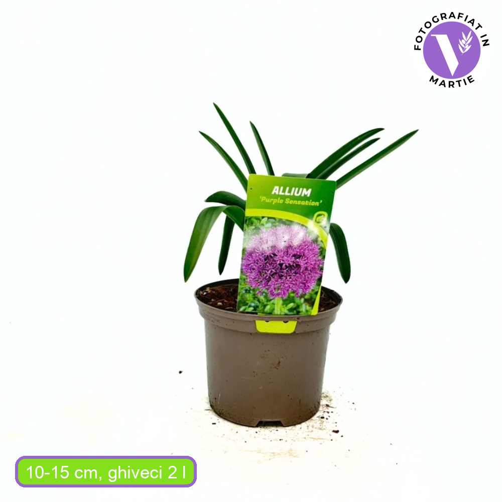 Díszhagyma 'Purple Sensation' – intenzív lila gömbbugás évelő