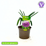 Díszhagyma 'Purple Sensation' – intenzív lila gömbbugás évelő