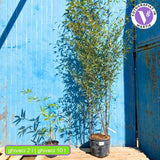 Fekete bambusz (Phyllostachys nigra), fekete szárakkal, fagytűrő, sűrű sövénynek kiváló, sövénynek és teraszokra is ideális