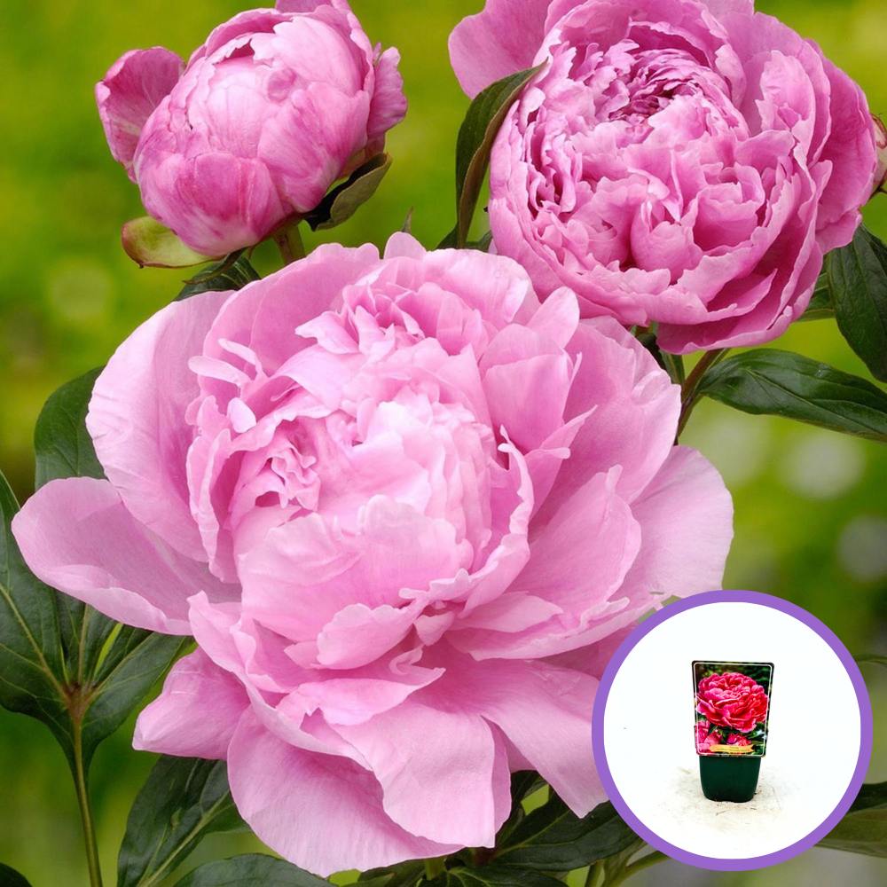 Illatos rózsaszín kerti bazsarózsa Dr. Alexander Fleming – Paeonia lactiflora, nagy dupla virágok, évelő dísznövény kertbe, tavaszi virágzás, látványos és ellenálló