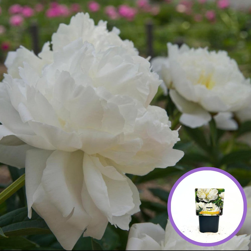 Duchesse de Nemours bazsarózsa (Paeonia), krémfehér virágok, elegáns megjelenés