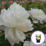 Duchesse de Nemours bazsarózsa (Paeonia), krémfehér virágok, elegáns megjelenés