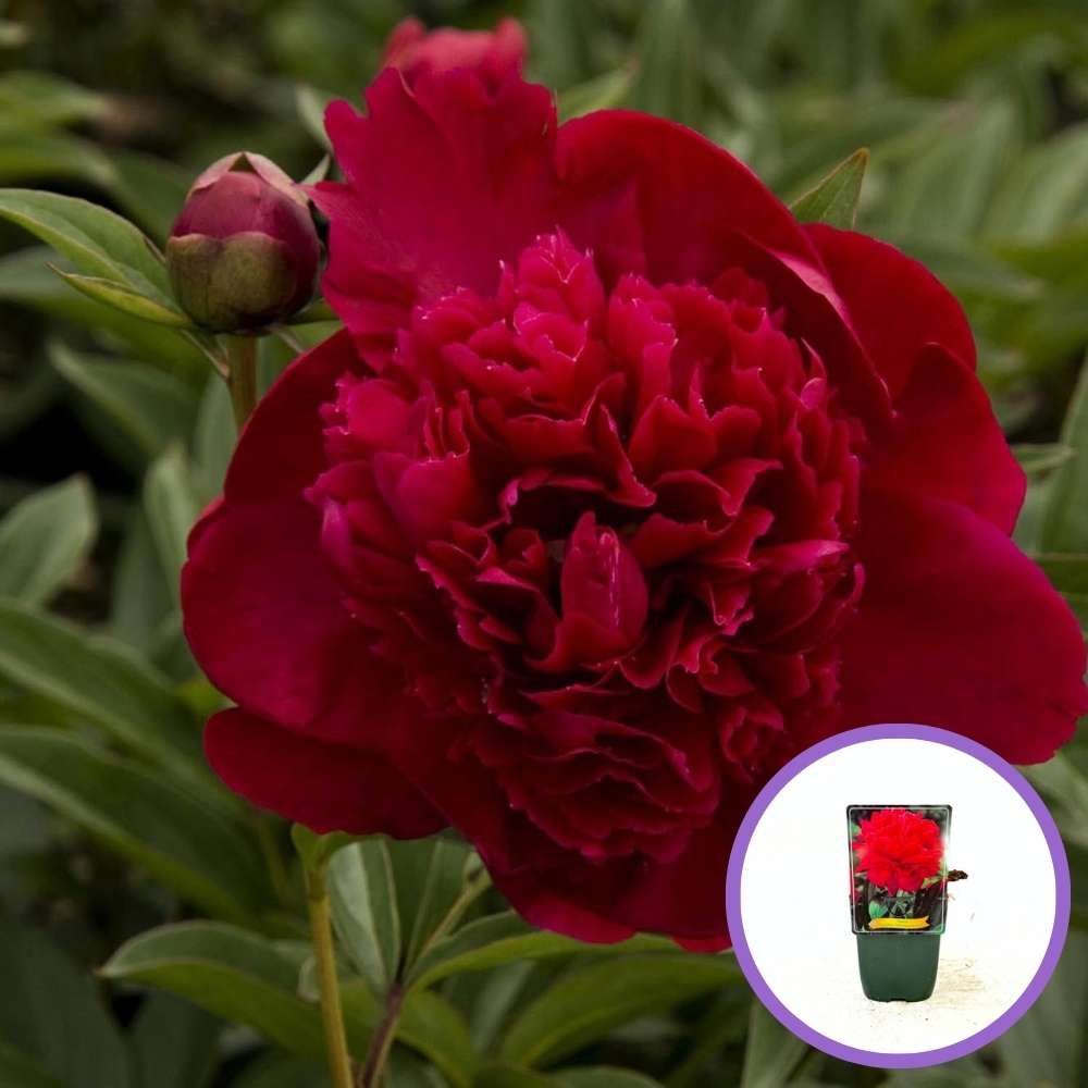 Bordó-vörös bazsarózsa Inspecteur Lavergne – Paeonia lactiflora, nagy dupla virágok, évelő dísznövény kertbe, tavaszi virágzás, elegáns megjelenés