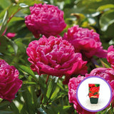 Karl Rosenfield bazsarózsa (Paeonia), élénk piros virágok