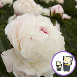 Fehér bazsarózsa Shirley Temple (Paeonia), halvány rózsaszín-fehér virágok, intenzív illat
